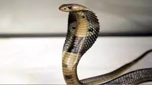 Lakhimpur Kheri: खेतों में मेहनत कर रहे किसानों पर टूटा कहर, सर्प और सांड ने ली जान Lakhimpur Kheri: खेतों में मेहनत कर रहे किसानों पर टूटा कहर, सर्प और सांड ने ली जान