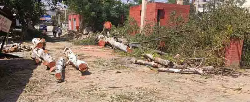 Punjab: रोक के बावजूद संगरूर सिविल अस्पताल में पेड़ काटे गए Punjab: रोक के बावजूद संगरूर सिविल अस्पताल में पेड़ काटे गए