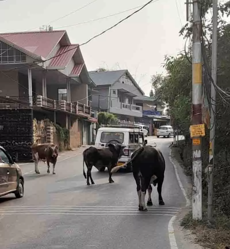 Palampur में आवारा पशुओं से यातायात को खतरा बढ़ रहा Palampur में आवारा पशुओं से यातायात को खतरा बढ़ रहा