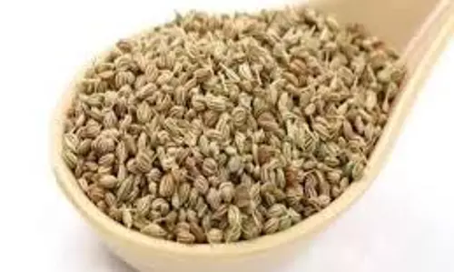 Health: औषधीय गुणों से भरपूर है अजवाइन, जानिए  सेवन करने से क्या होता है
