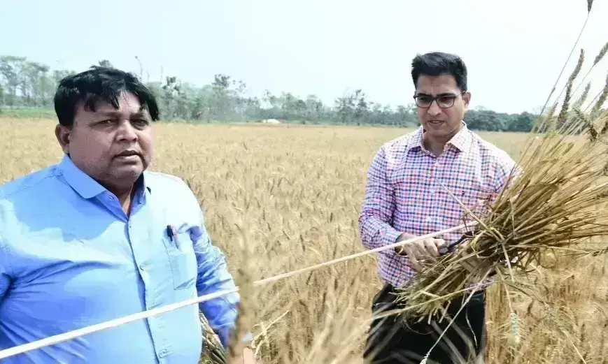East Champaran: डीएम पहुंचे खेतों में, गेहूं फसल की गुणवत्ता और उत्पादन पर डाला ध्यान