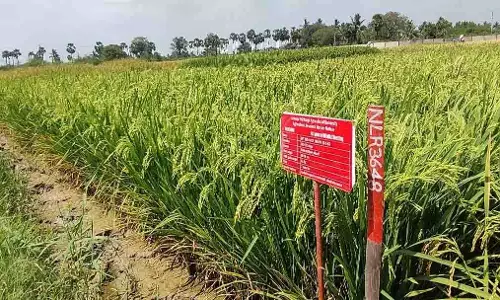 नेल्लोर के ARS ने चावल की नई किस्म विकसित की