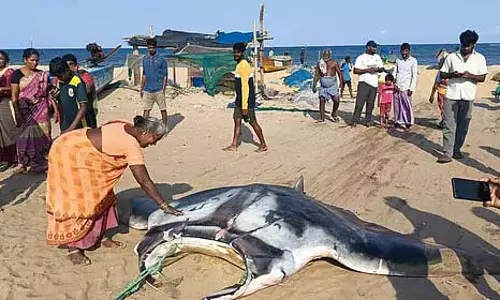 Tamil Nadu: मछुआरे के जाल में 1,500 किलोग्राम स्कैड मछली पकड़ी गई Tamil Nadu: मछुआरे के जाल में 1,500 किलोग्राम स्कैड मछली पकड़ी गई