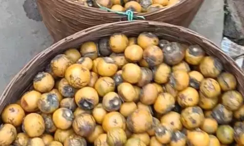 Keonjhar प्रचार के अभाव में जंगली केंदू की उपेक्षा हो रही