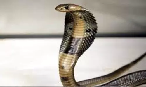 Lakhimpur Kheri: खेतों में मेहनत कर रहे किसानों पर टूटा कहर, सर्प और सांड ने ली जान Lakhimpur Kheri: खेतों में मेहनत कर रहे किसानों पर टूटा कहर, सर्प और सांड ने ली जान