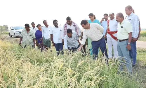 बेमौसम बारिश ने Mahabubabad-Mulugu में कहर बरपाया