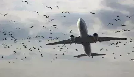 kerala: हवाई अड्डे पर पक्षी टकराने की घटना: मुख्यमंत्री ने बुलाई बैठक