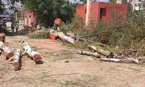 Punjab: रोक के बावजूद संगरूर सिविल अस्पताल में पेड़ काटे गए
