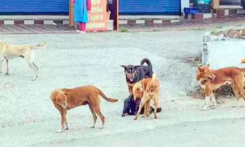 कुत्तों की संख्या बढ़ रही है; इडुक्की मेडिकल कॉलेज में काटने की कोई दवा नहीं कुत्तों की संख्या बढ़ रही है; इडुक्की मेडिकल कॉलेज में काटने की कोई दवा नहीं
