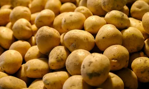 सब्जियों के राजा आलू का जलवा