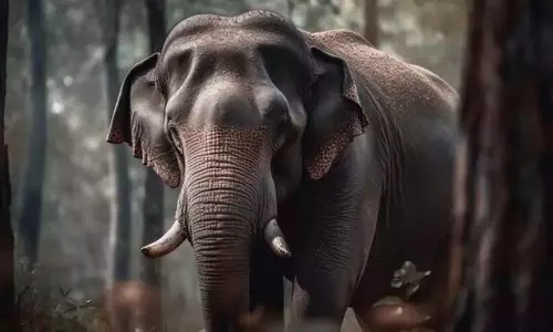 Kerala: बाड़ के बावजूद जंगली हाथी पय्यावूर पहुंचे