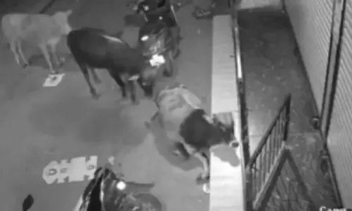 मवेशी बीमारी के चलते गोल घूमकर गिरा, भूत का साया अफवाह मवेशी बीमारी के चलते गोल घूमकर गिरा, भूत का साया अफवाह
