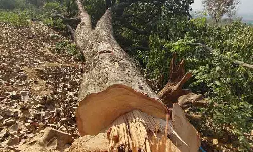 Dharamsala में आइस स्केटिंग रिंक के लिए 98 पेड़ काटे गए