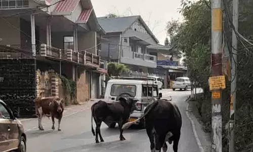 Palampur में आवारा पशुओं से यातायात को खतरा बढ़ रहा Palampur में आवारा पशुओं से यातायात को खतरा बढ़ रहा