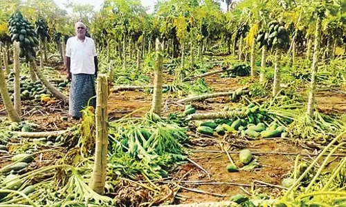Telangana: बेमौसम बारिश ने किसानों को रुला दिया