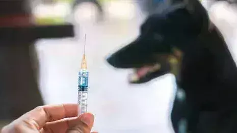 Pathanamthitta में एक महीने पहले कुत्ते के काटने से 12 वर्षीय लड़की की रेबीज से मौत Pathanamthitta में एक महीने पहले कुत्ते के काटने से 12 वर्षीय लड़की की रेबीज से मौत