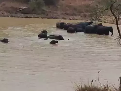 तालाब में नहाते दिखे हाथियों का झुंड, दो दर्जन की संख्या में थे तालाब में नहाते दिखे हाथियों का झुंड, दो दर्जन की संख्या में थे