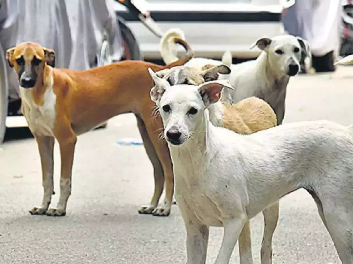 Kerala: करिंगमथुरुथु अस्पताल में आवारा कुत्तों का उत्पीड़न बढ़ रहा Kerala: करिंगमथुरुथु अस्पताल में आवारा कुत्तों का उत्पीड़न बढ़ रहा