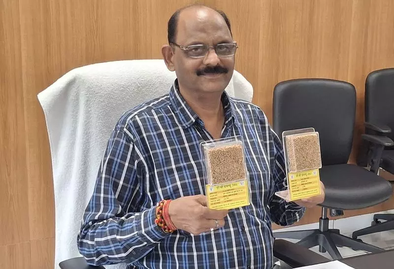 Haryana : गेहूं की 12 नई उच्च उपज वाली किस्में जारी की गईं Haryana : गेहूं की 12 नई उच्च उपज वाली किस्में जारी की गईं