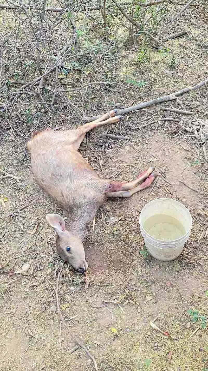सुखना के पास आवारा कुत्तों ने Sambar को नोच-नोच कर मार डाला सुखना के पास आवारा कुत्तों ने Sambar को नोच-नोच कर मार डाला