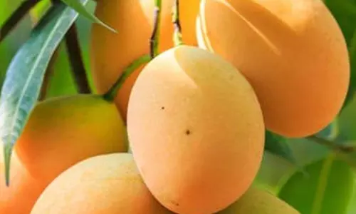 आम फलों की नीलामी 16 अप्रैल से, प्रक्रिया जानिए