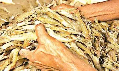 Andhra ने जलकृषि क्षेत्र को बनाए रखने के लिए सलाहकार समिति गठित की Andhra ने जलकृषि क्षेत्र को बनाए रखने के लिए सलाहकार समिति गठित की