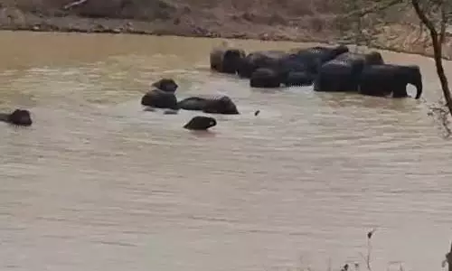 तालाब में नहाते दिखे हाथियों का झुंड, दो दर्जन की संख्या में थे