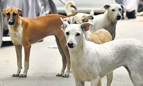 Kerala: करिंगमथुरुथु अस्पताल में आवारा कुत्तों का उत्पीड़न बढ़ रहा Kerala: करिंगमथुरुथु अस्पताल में आवारा कुत्तों का उत्पीड़न बढ़ रहा