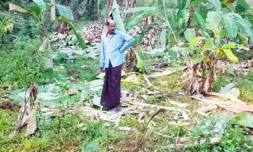 जंगली हाथियों का झुंड उतरा; व्यापक फसल क्षति