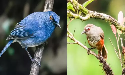 पक्षी सर्वेक्षण; नेय्यर-पेप्पारा वन्यजीव अभयारण्यों में पक्षी विविधता में वृद्धि पक्षी सर्वेक्षण; नेय्यर-पेप्पारा वन्यजीव अभयारण्यों में पक्षी विविधता में वृद्धि