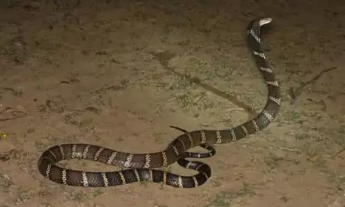 किसान के घर धान की बोरियां से निकला 10 फीट का किंग कोबरा, परिवार के उड़े होश