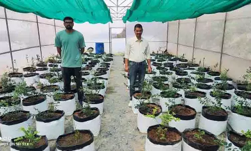 Neri College को ब्लूबेरी के क्षेत्र में सफलता मिली