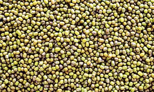 Andhra: पेसारा के लिए समर्थन मूल्य पूरा नहीं हुआ