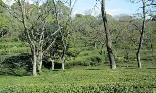अप्रैल की चिलचिलाती गर्मी से Kangra के चाय उद्योग को खतरा