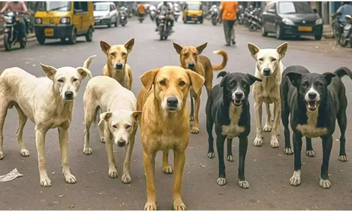 कुत्तों के काटने के बढ़ते मामलों के बीच सरकार नसबंदी बढ़ाने की योजना बना रही है कुत्तों के काटने के बढ़ते मामलों के बीच सरकार नसबंदी बढ़ाने की योजना बना रही है