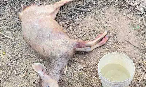 सुखना के पास आवारा कुत्तों ने Sambar को नोच-नोच कर मार डाला सुखना के पास आवारा कुत्तों ने Sambar को नोच-नोच कर मार डाला