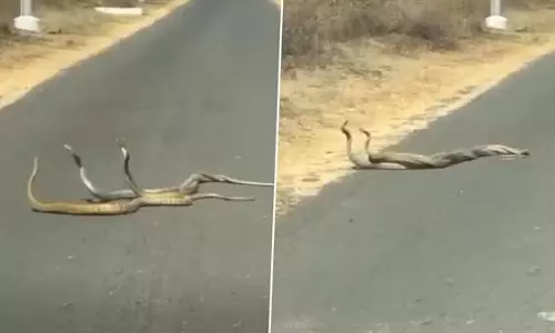 बीच सड़क पर तीन सापों एक साथ मेटिंग करते देखा गया, VIDEO वायरल बीच सड़क पर तीन सापों एक साथ मेटिंग करते देखा गया, VIDEO वायरल