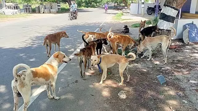 Tamil Nadu: एडप्पादी में एक पागल कुत्ते ने 16 लोगों को काटा Tamil Nadu: एडप्पादी में एक पागल कुत्ते ने 16 लोगों को काटा