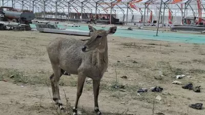Haryana : भिवानी में 10 किलो मादक पदार्थ के साथ 2 लोग गिरफ्तार Haryana : भिवानी में 10 किलो मादक पदार्थ के साथ 2 लोग गिरफ्तार
