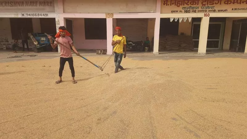 Yamunanagar अनाज मंडियों में 8,412 मीट्रिक टन गेहूं की आवक Yamunanagar अनाज मंडियों में 8,412 मीट्रिक टन गेहूं की आवक