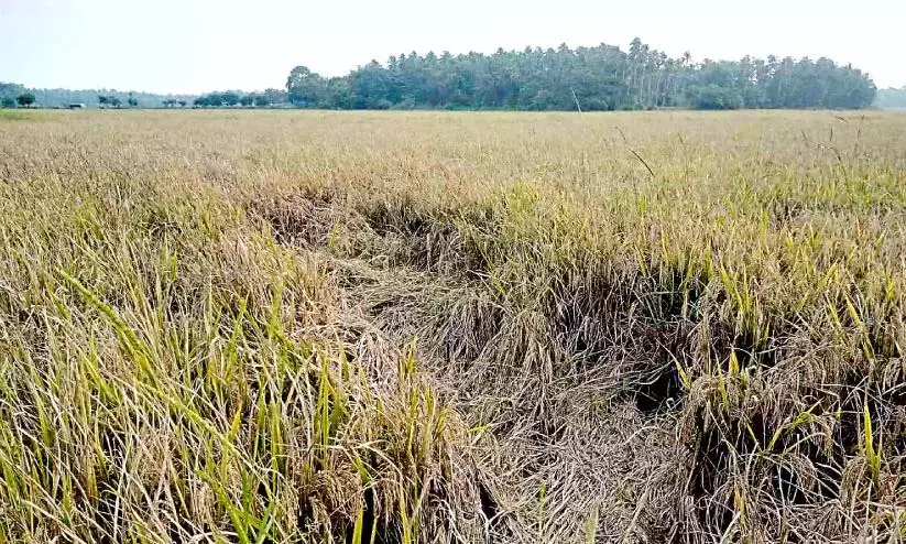 Kerala: लगातार बारिश से चावल उत्पादक किसान जाग रहे Kerala: लगातार बारिश से चावल उत्पादक किसान जाग रहे