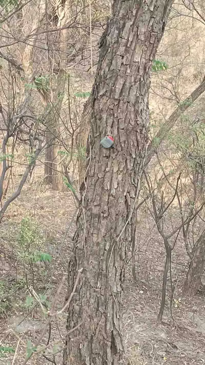 लकड़ी माफिया को जड़ से उखाड़ने के लिए Punjab ने खैर के पेड़ों में ट्रैकिंग चिप्स लगाए लकड़ी माफिया को जड़ से उखाड़ने के लिए Punjab ने खैर के पेड़ों में ट्रैकिंग चिप्स लगाए