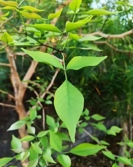 मधुमेह, संक्रमण के लिए रामबाण है बेलपत्र मधुमेह, संक्रमण के लिए रामबाण है बेलपत्र