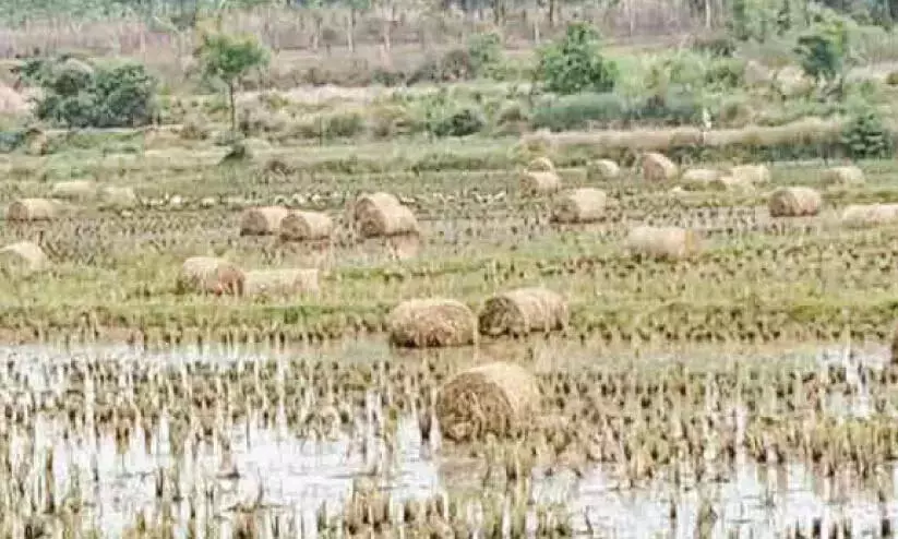 तिनका पानी में डूब गया; किसान संकट में तिनका पानी में डूब गया; किसान संकट में