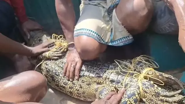 Kendrapara जिले में तालाब के पानी से 10 फीट लंबा मगरमच्छ बचाया गया Kendrapara जिले में तालाब के पानी से 10 फीट लंबा मगरमच्छ बचाया गया