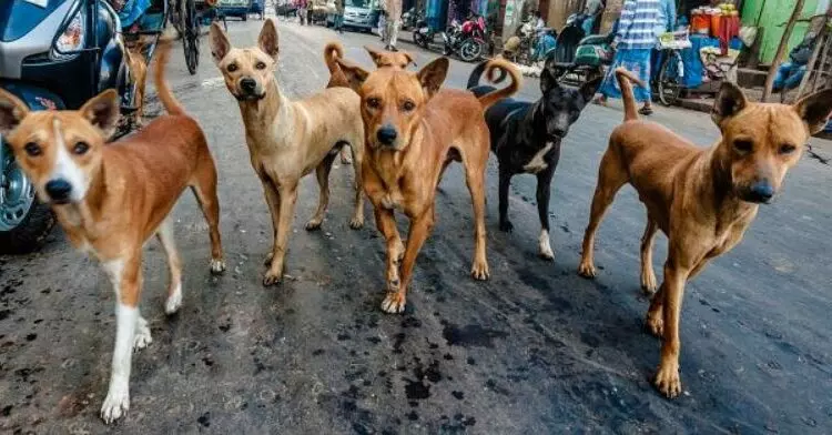 शख्स ने 13 आवारा कुत्तों के साथ किया बलात्कार, सारी हरकतें रिकॉर्ड कीं शख्स ने 13 आवारा कुत्तों के साथ किया बलात्कार, सारी हरकतें रिकॉर्ड कीं