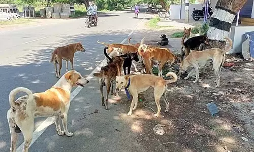 Tamil Nadu: एडप्पादी में एक पागल कुत्ते ने 16 लोगों को काटा Tamil Nadu: एडप्पादी में एक पागल कुत्ते ने 16 लोगों को काटा