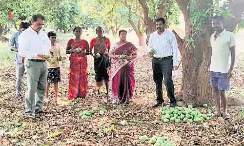 Telangana में बेमौसम बारिश से आम की फसल को नुकसान