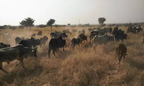 Unnao: पशुचिकित्सालय की भूमि पर अतिक्रमण, जांच शुरू