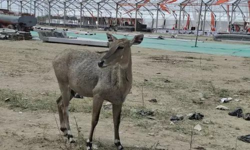 Haryana :  2 नील गायों को बचाया गया, हिसार हवाई अड्डे पर तलाशी अभियान समाप्त